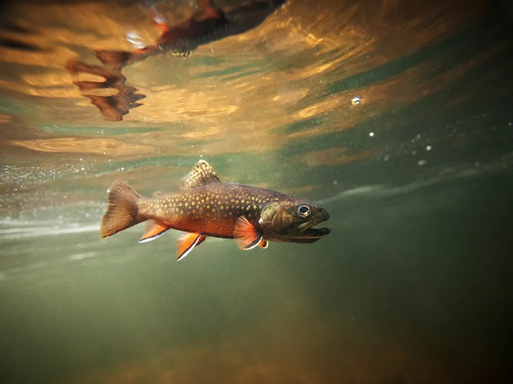 Best Lures, Baits, and Flies for Brook Trout