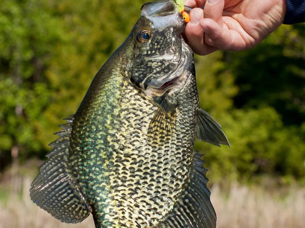 Your Smallmouth Bass Setup