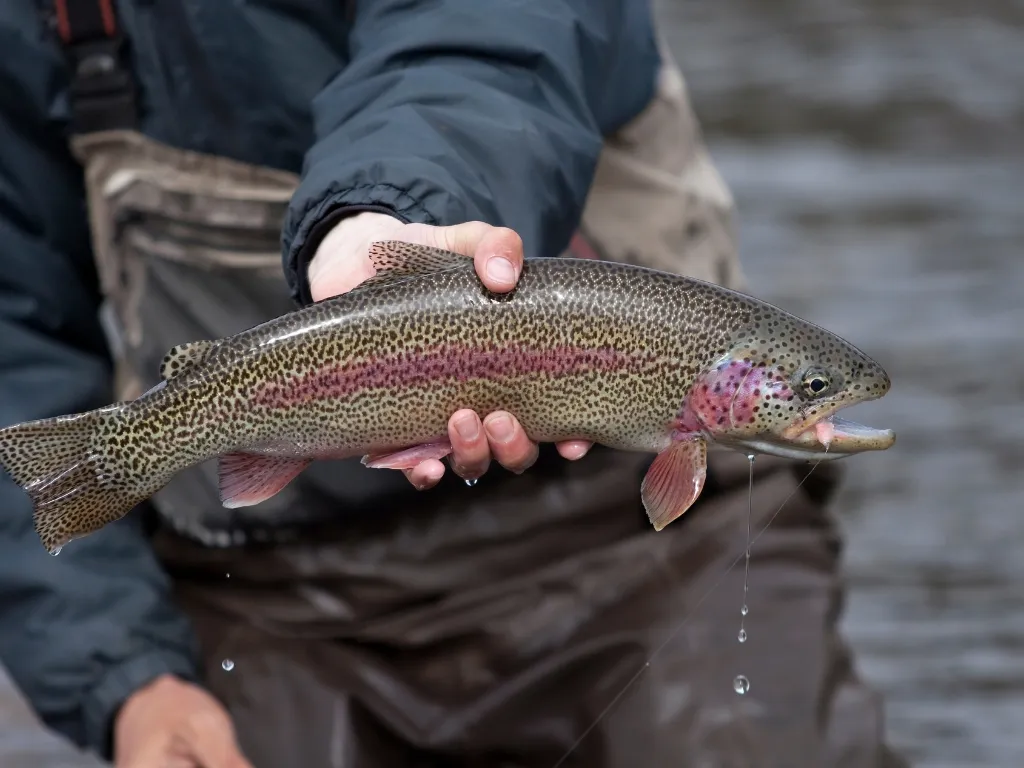 How to Fish for Rainbow Trout