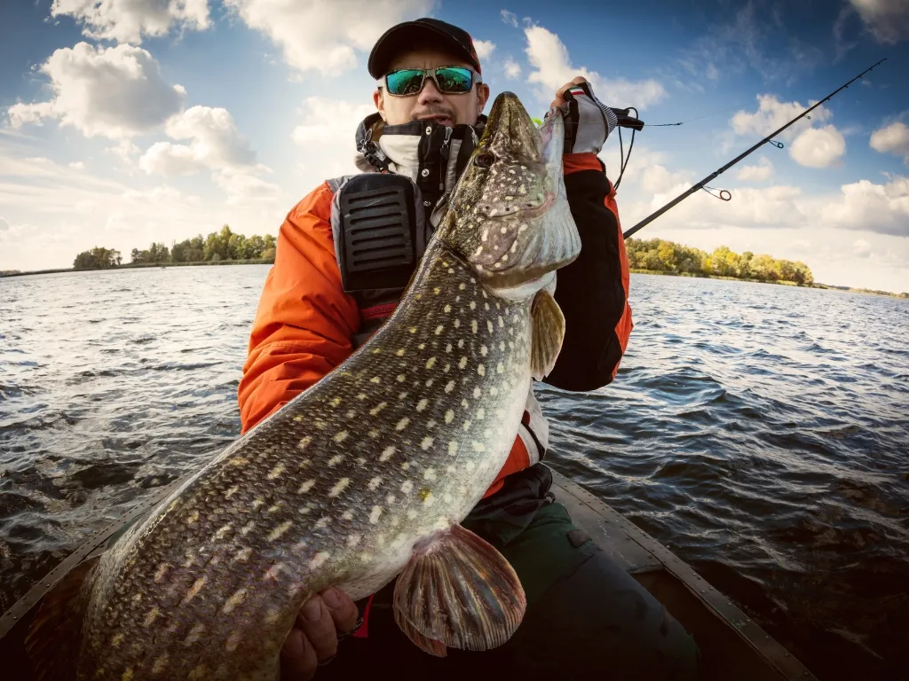 The North Saskatchewan River Sturgeon