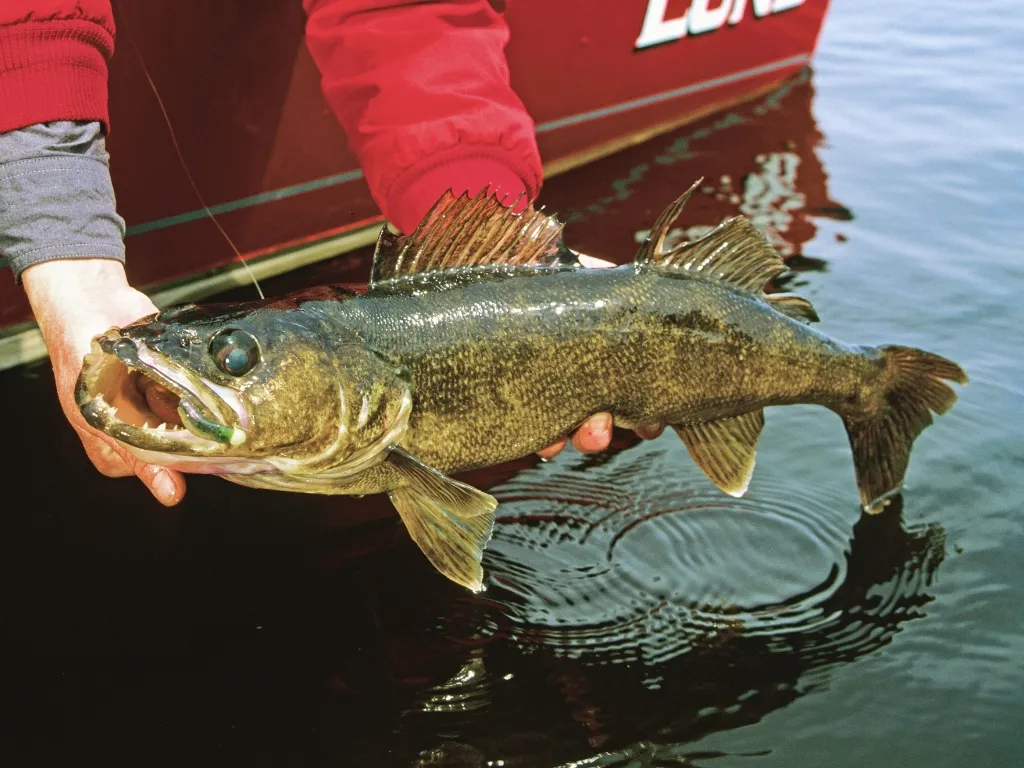 The River_s Most Popular Sport Fish