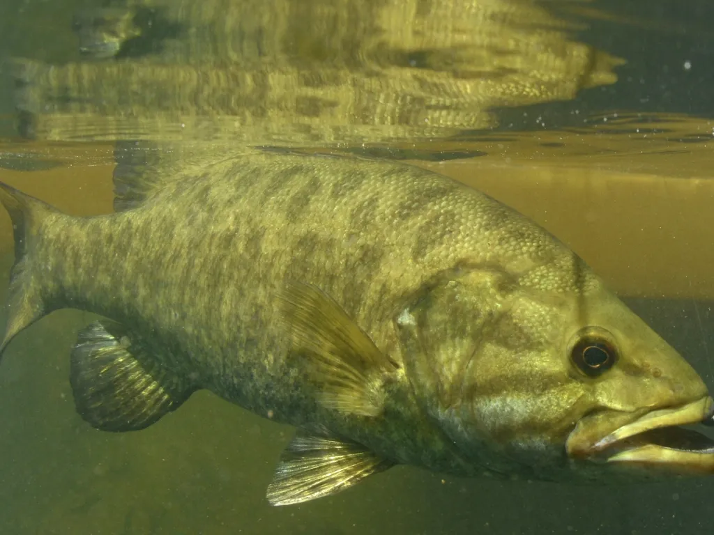 where to find smallmouth bass