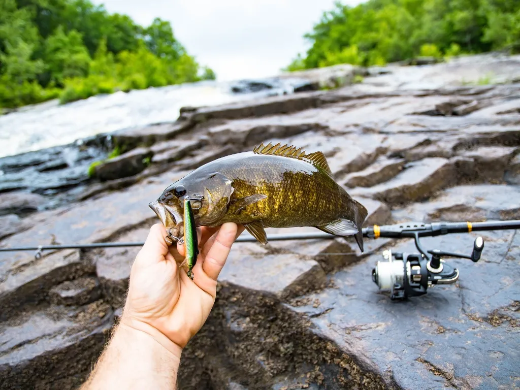 Smallmouth Bass Setup