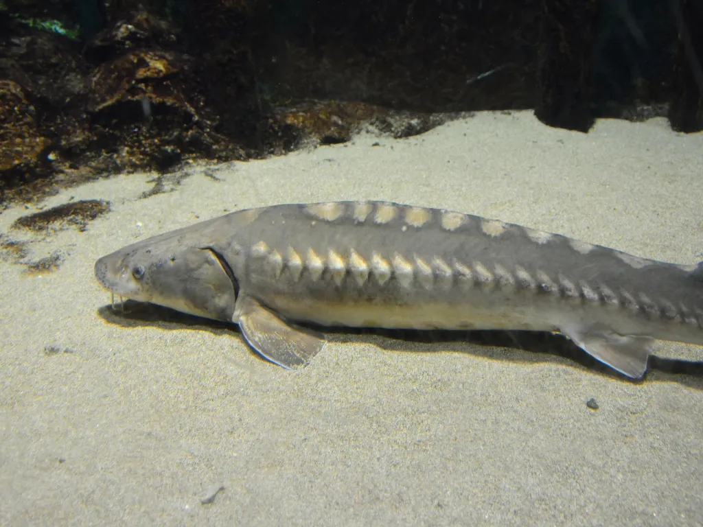 sturgeon fishing rig